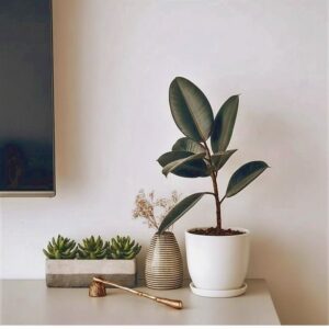 Ficus elastic Abidjan 30 – 40cm