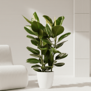 Ficus Elastica "Abidjan" or Rubber Plant (Holland) 80 - 100cm