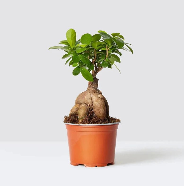 Ficus Ginseng Bonsai 25 – 30cm | Dubai Top Houseplants! - Image 2
