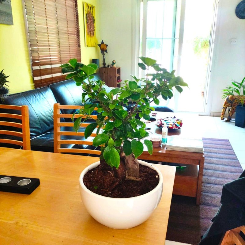 Ficus Ginseng Bonsai 25 – 30cm | Dubai Top Houseplants! - Image 3