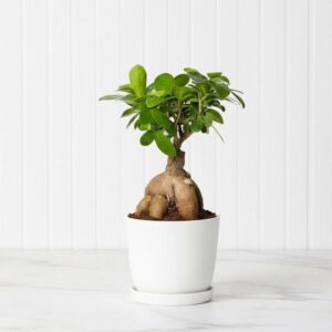 Ficus Ginseng Bonsai 25 – 30cm | Dubai Top Houseplants!