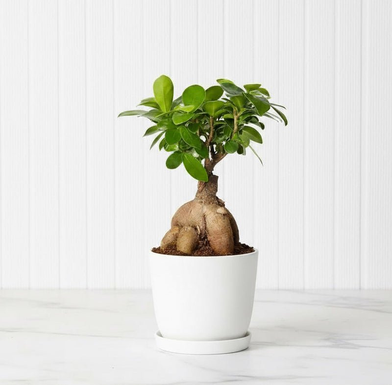 Ficus Ginseng Bonsai 25 – 30cm | Dubai Top Houseplants!
