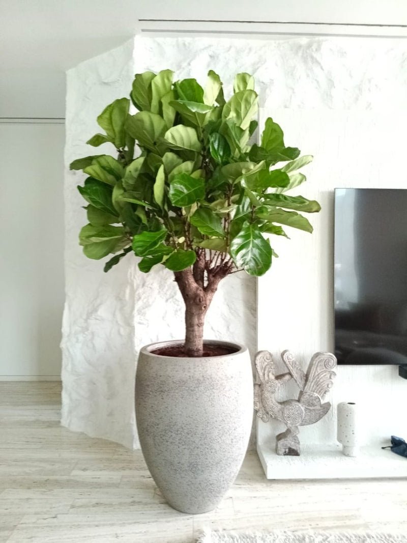 Ficus Lyrata in Cemented GRC Pot 70-80cm - Image 2