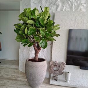 Ficus Lyrata in Cemented GRC Pot 70-80cm