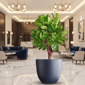 Ficus Lyrata in Gray Fiber Pot