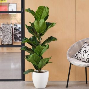 Ficus Lyrata or Fiddle Leaf Fig