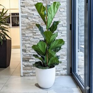 Ficus Lyrata or Fiddle Leaf Fig