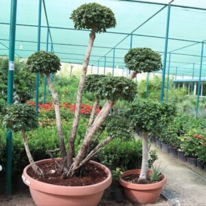 Ficus MultiHead "Microcarpa"