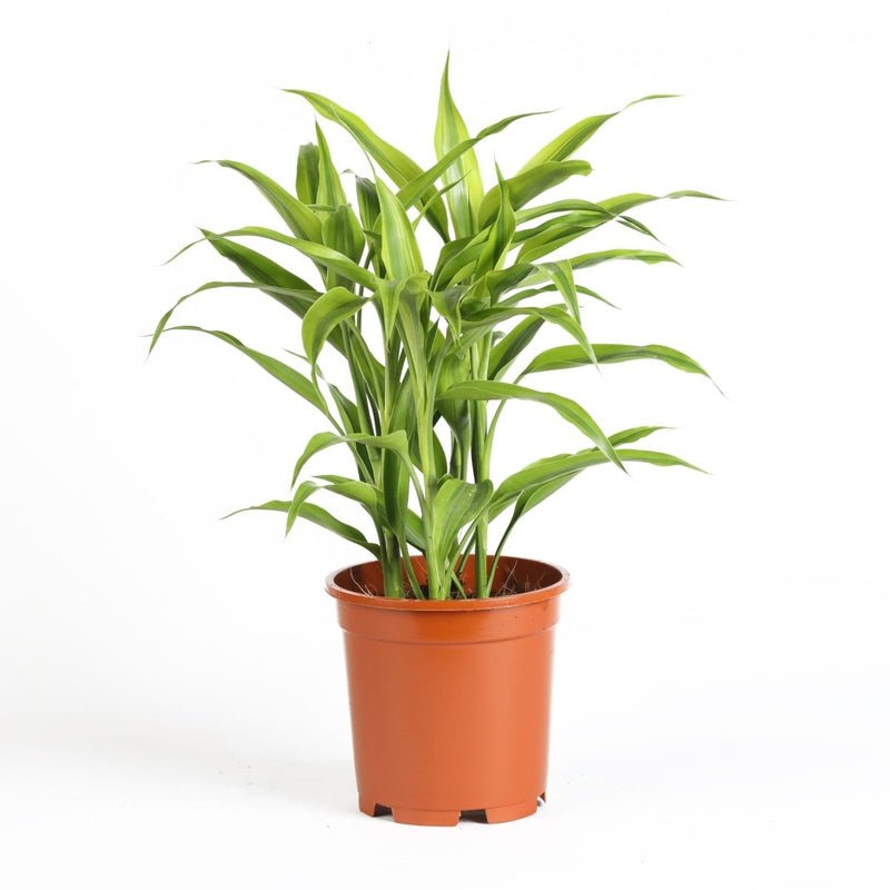 Sanderiana Gold 30-35cm | Gold Dracaena Sanderiana - Image 2