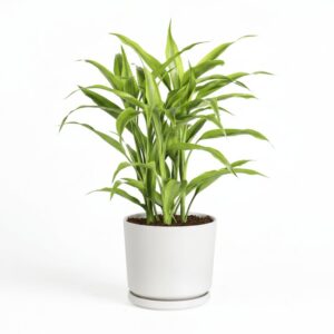 Sanderiana Gold 30-35cm | Gold Dracaena Sanderiana