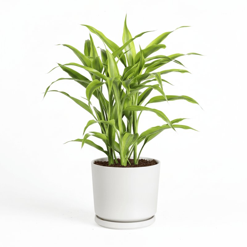 Sanderiana Gold 30-35cm | Gold Dracaena Sanderiana