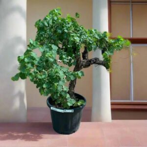 Grapes Vine Branched الشجرالعنب فاين