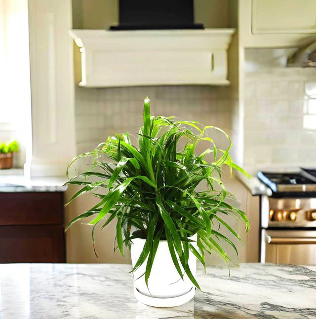 Sanderiana Green 25-30cm | Green Dracaena Sanderiana - Image 3