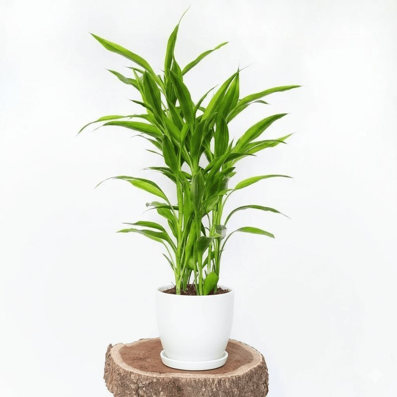 Sanderiana Green 25-30cm | Green Dracaena Sanderiana