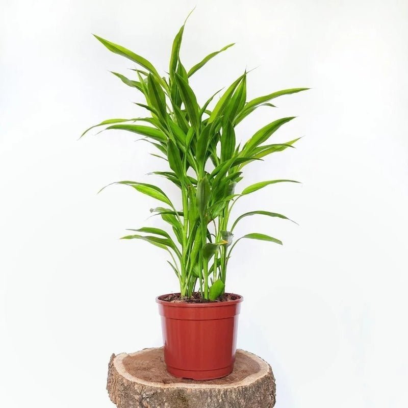 Sanderiana Green 25-30cm | Green Dracaena Sanderiana - Image 2