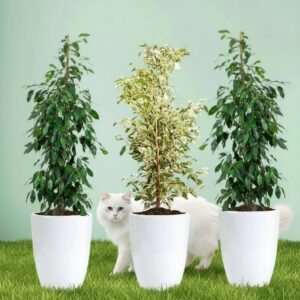 Green Glow Trio (1x starlight 100cm-120cm- 2x Ficus Benjamina 100cm-120cm) in Ceramic pot