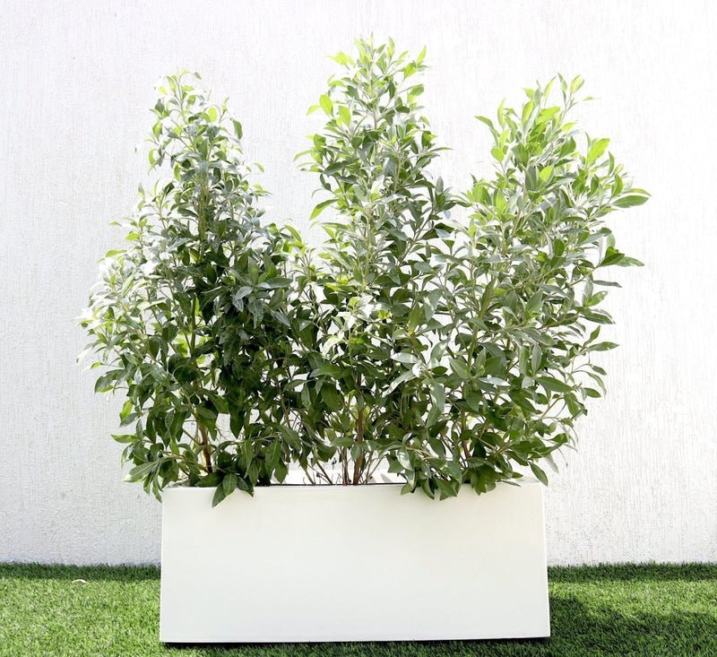 GRP Planter of 3 Conocarpus erectus Sericeus "Silver Damas" 1.0 - 1.2m