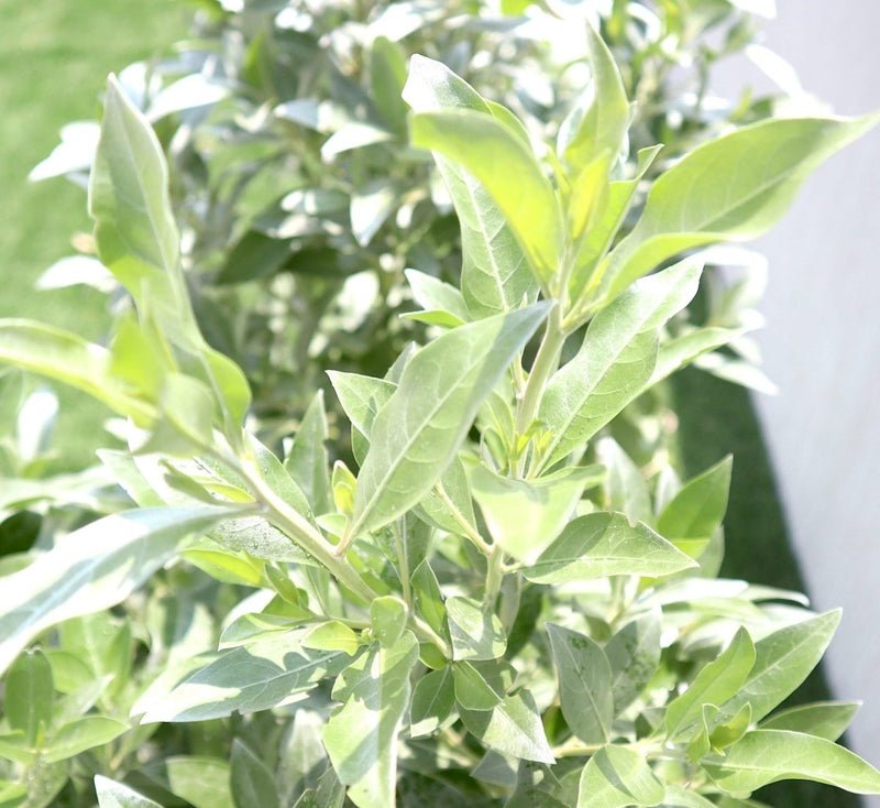 GRP Planter of 3 Conocarpus erectus Sericeus "Silver Damas" 1.0 - 1.2m - Image 3