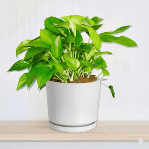 Hanging Money Plant "Epipremnum Aureum" 20-30cm