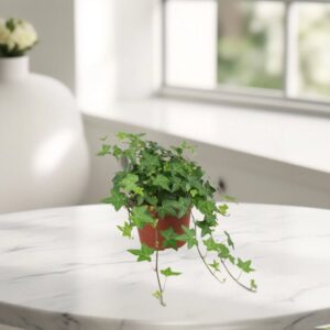 Hedera helix or English Ivy "Mixed Per Plant" 10-15cm