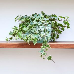 Hedera variegata or Variegated English Ivy الإنجليزية اللبلاب