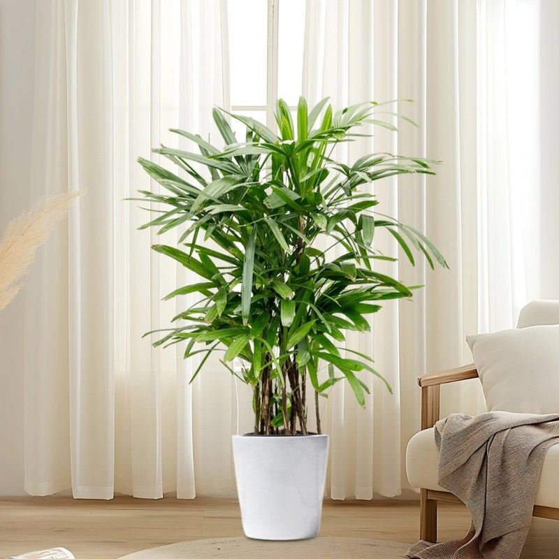 Lady Palm "Rhapis Excelsa سيدة النخيل or Miniature Fan Palm" 0.8-0.1m - Image 2