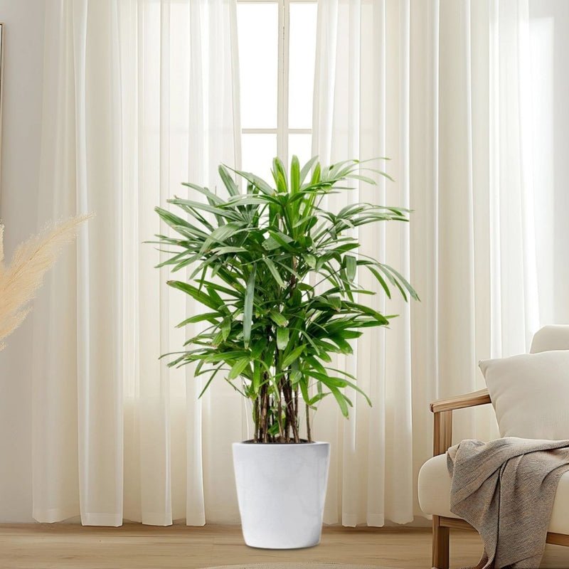 Lady Palm "Rhapis Excelsa سيدة النخيل or Miniature Fan Palm" 0.8-0.1m - Image 3