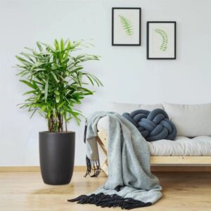 Lady Palm "Rhapis Excelsa سيدة النخيل or Miniature Fan Palm" 0.8-0.1m