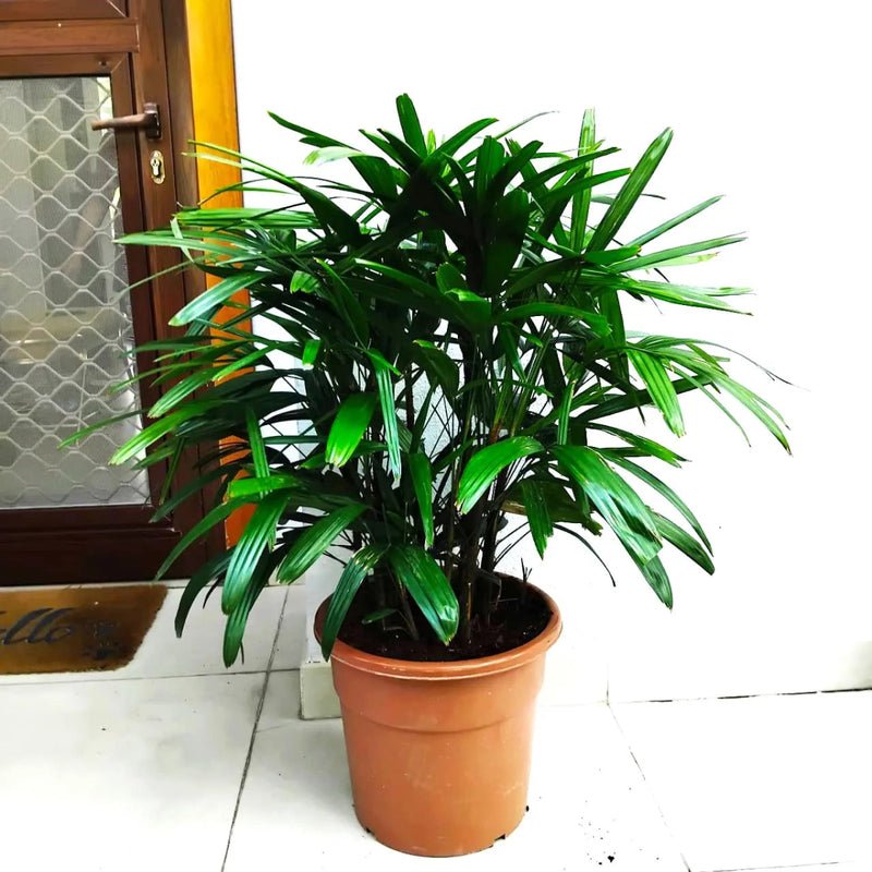 Lady Palm "Rhapis Excelsa سيدة النخيل or Miniature Fan Palm" 0.8-0.1m - Image 5