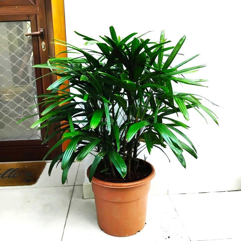 Lady Palm "Rhapis Excelsa سيدة النخيل or Miniature Fan Palm" 0.8-0.1m - Image 4
