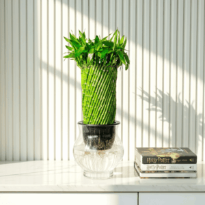 Lucky Bamboo Fish Bowl "70cm Height"