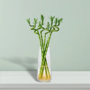 Lucky Bamboo | Indoor Bamboo Plants Sticks, Water indoor bamboo | الخيزران