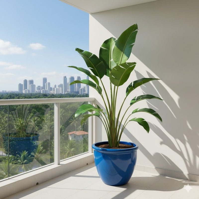 Madagascar Traveller's Palm in Rolled Rim Pot size 48x37- 1.2-1.5m plant