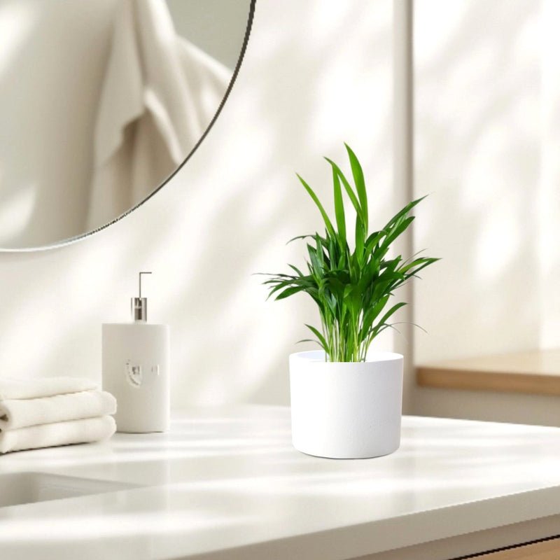 Mini Areca Palm 30-40cm