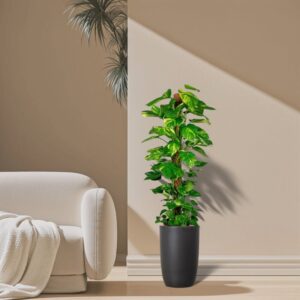 Potted Money Plant, Epipremnum Aureum Mosstok كرمة المال in Black Ceramic Pot 100-120cm