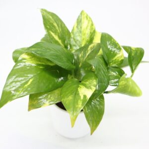 Small Epipremnum Money Plant - Good Luck Charm