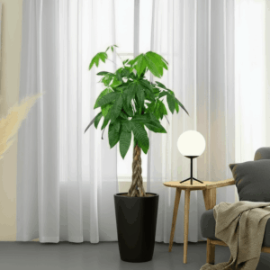 Money Tree Pachira Aquatica, "Twisted Trunk" 130 - 150cm شجرة المال