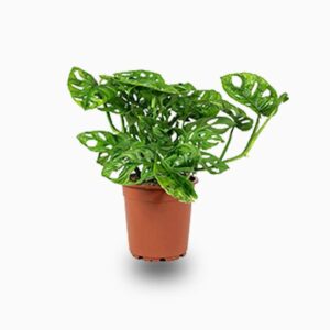 Monstera adansonii or Swiss Cheese Plant