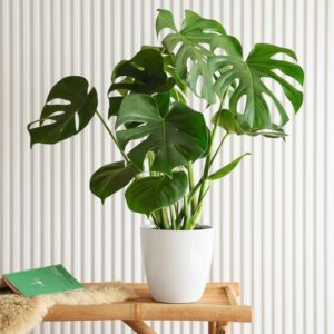 Monstera Deliciosa or Swiss Cheese Plant Small, 50-60cm