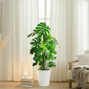 Monstera Deliciosa "The Hurricane or Swiss Cheese Plant" Holland