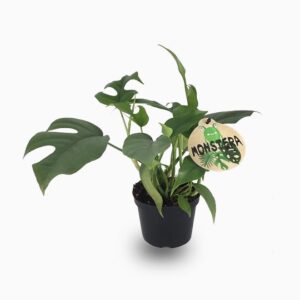 Monstera Minima or Swiss Cheese Plant