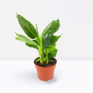 Musa tropicana, Dwart Indoor Banana Plant 25 - 30cm