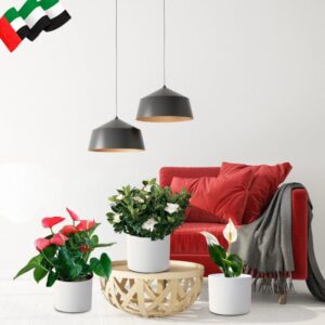 National Day Celebration Bundle in White Cement Pots