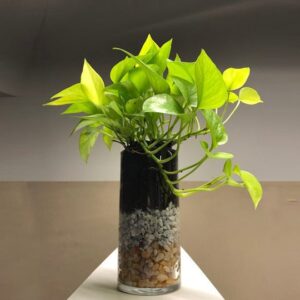 Neon Pothos (20-30 cm)