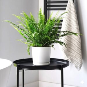 Nephrolepis exaltata "Green Lady", Boston Fern or Sword Fern