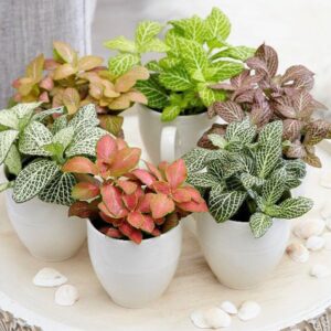 Nerve Plant Fittonia, or Mosaic Plant 5-10cm Spread