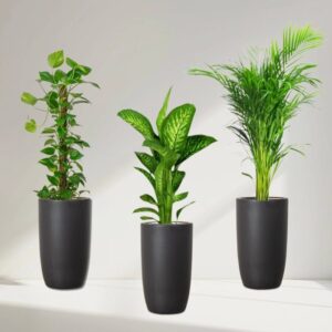 Premium New Year Plants Bundle in Black Pot - Money Plant, Tropic Snow, Areca Palm