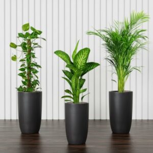 Premium New Year Plants Bundle in Black Pot - Money Plant, Tropic Snow, Areca Palm