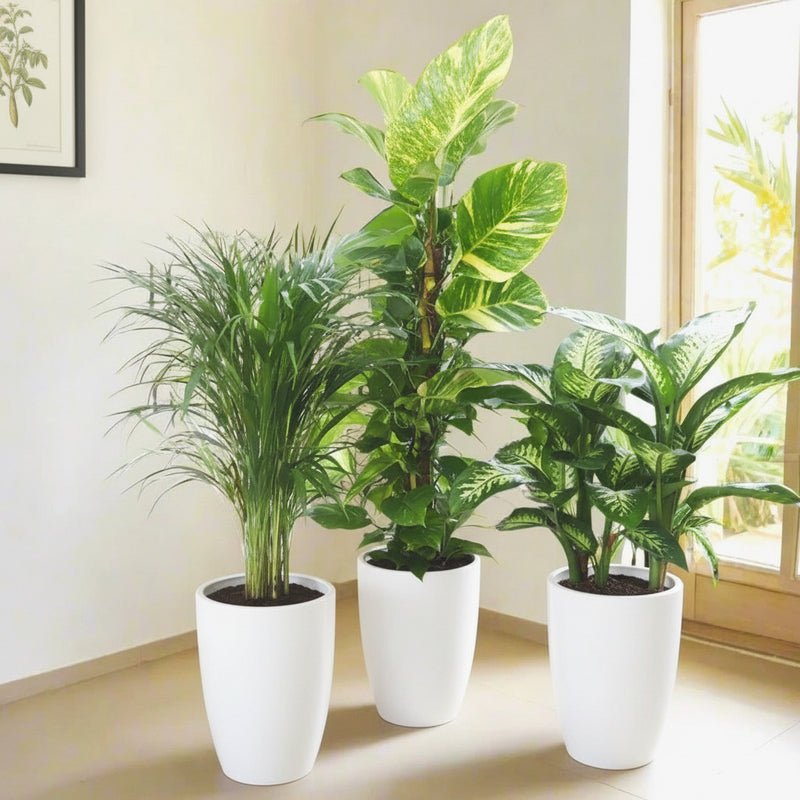 Premium New Year Plants Bundle in Black Pot - Money Plant, Tropic Snow, Areca Palm - Image 2