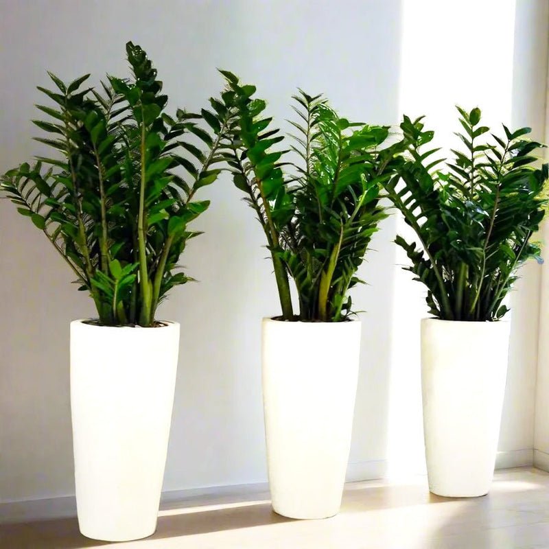 Office Plant Zz in Ceramic Pot long Bundle (3pcs) 60-80cm - Image 2